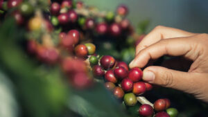 Leia mais sobre o artigo A Jornada do Café: Desvendando as Raízes do Grão no Brasil e no Mundo