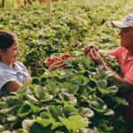 tratamento de sementes de soja